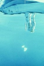 Secchi disk image from underwater