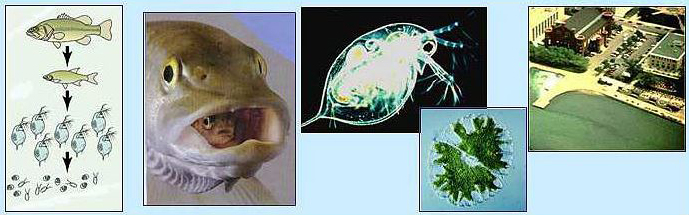 Different images of fish