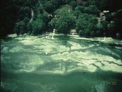 Image of bluegreen algae