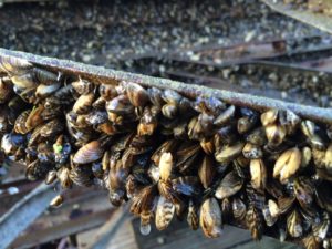 Photo Zebra Mussels