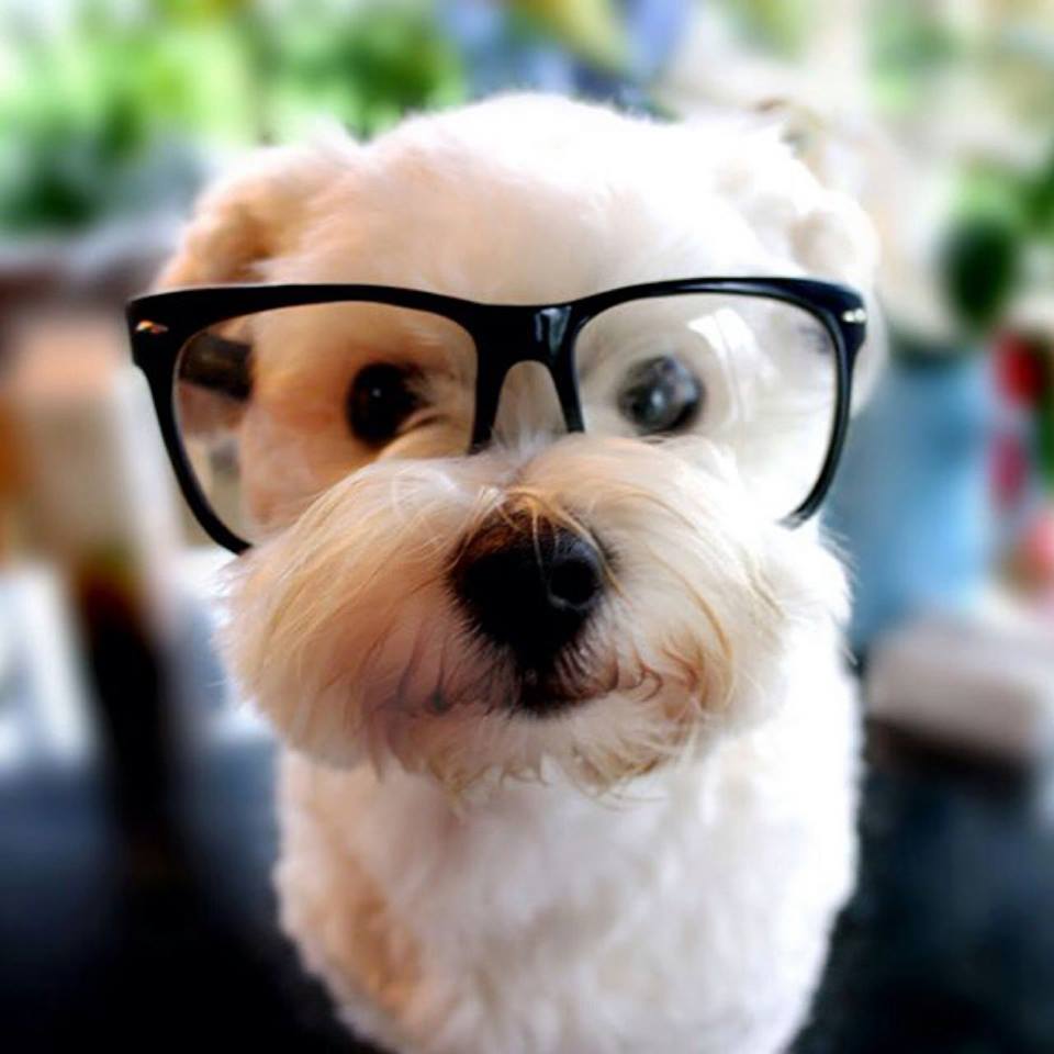 Dog wearing black rimmed glasses