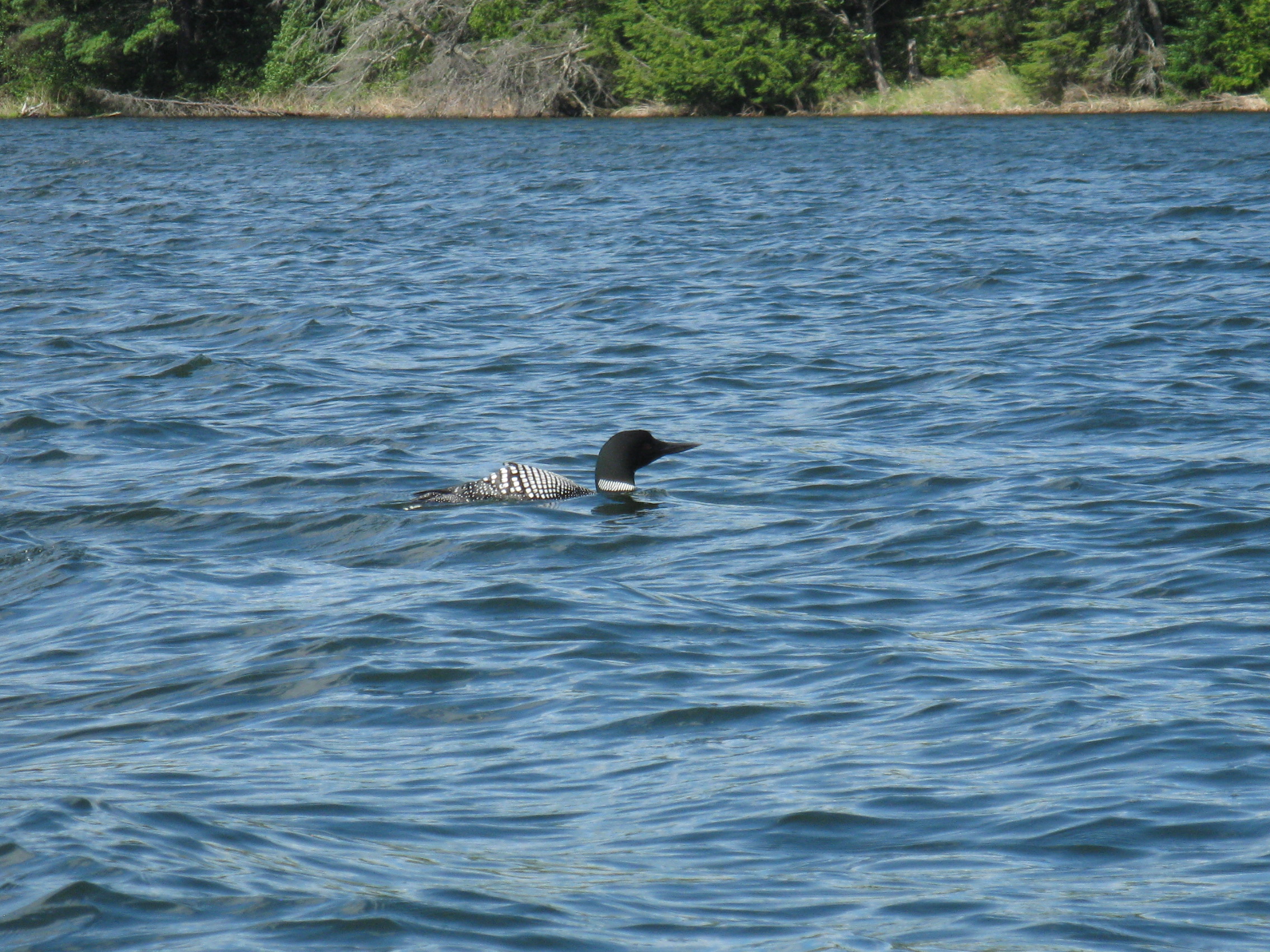 Loon in lake