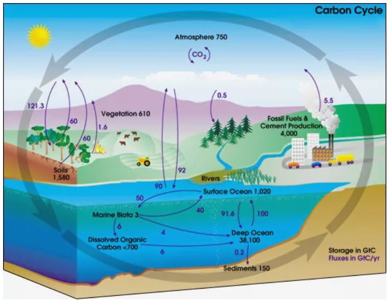 Image showing carbon cycle