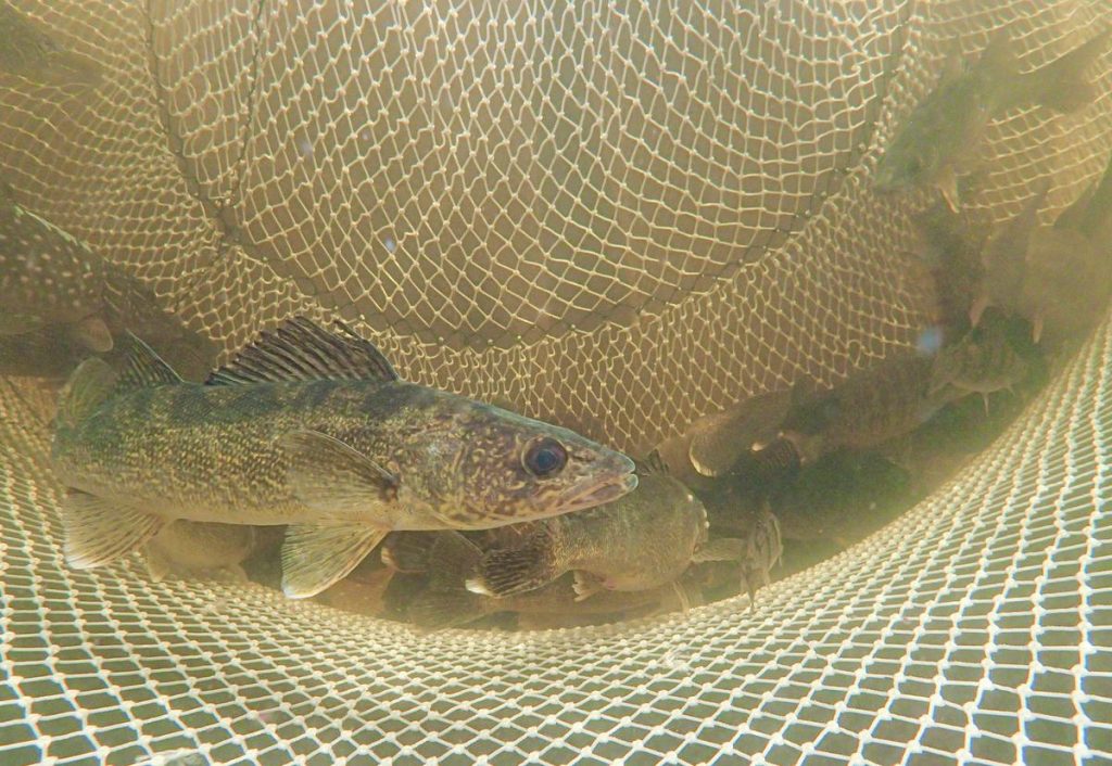fish swimming in large enclosure