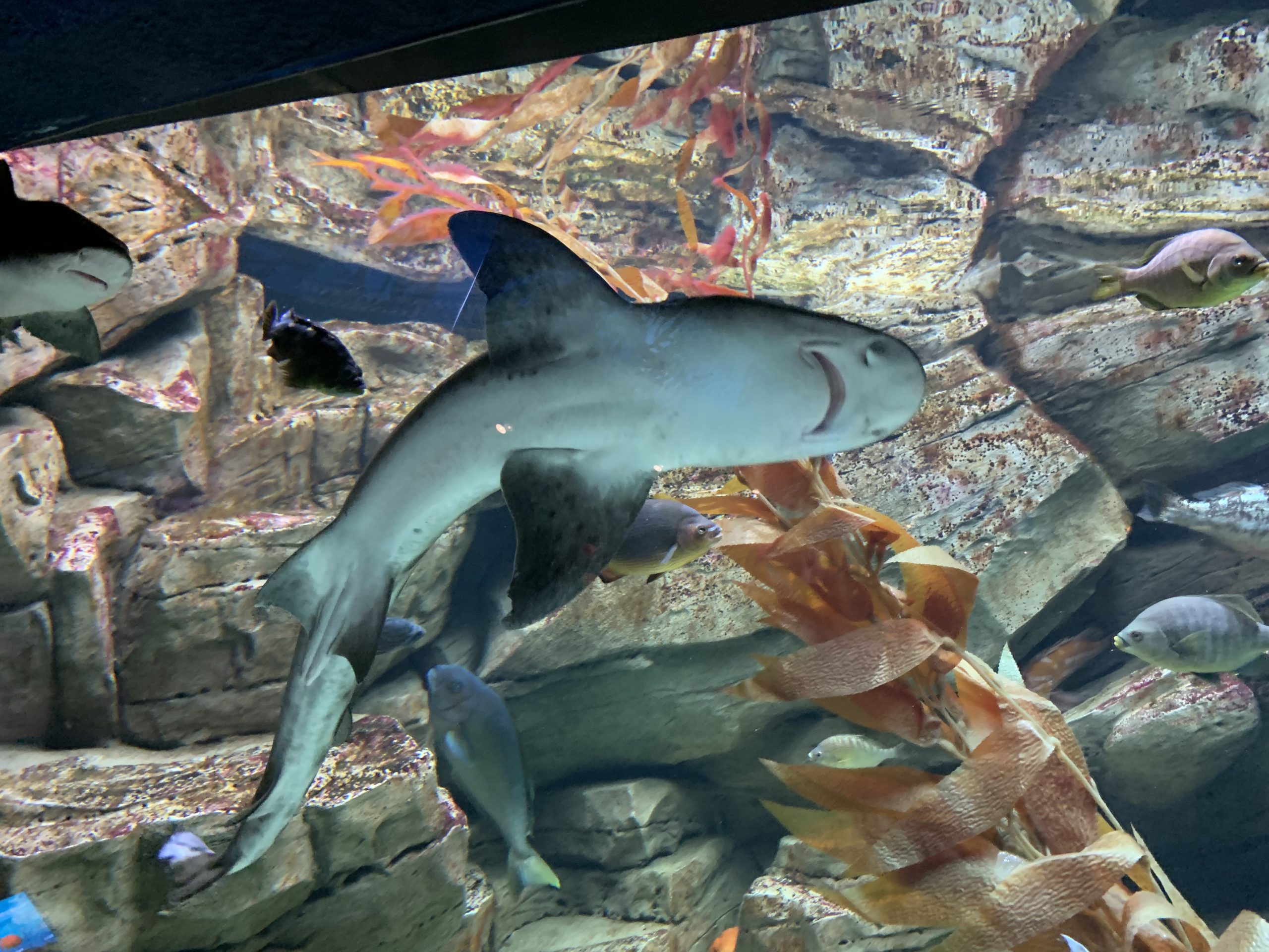 Photo of sharks in Shedd Aquarium tank