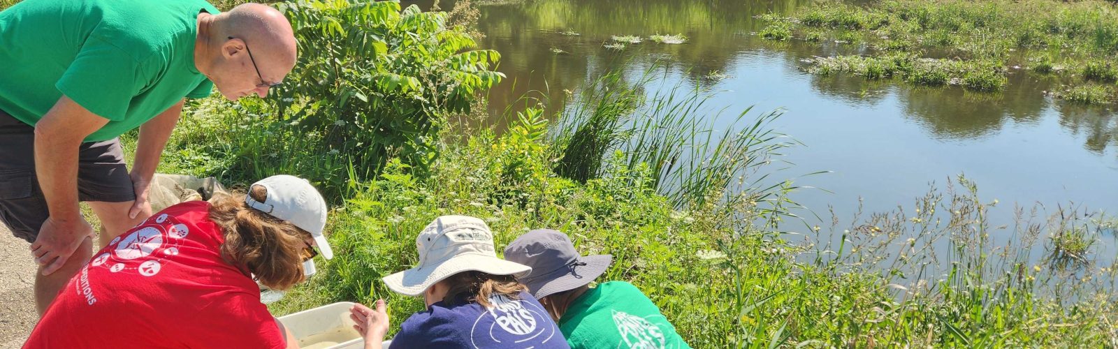 4 people are by a pond shore on summer day looking into bins with pond water.